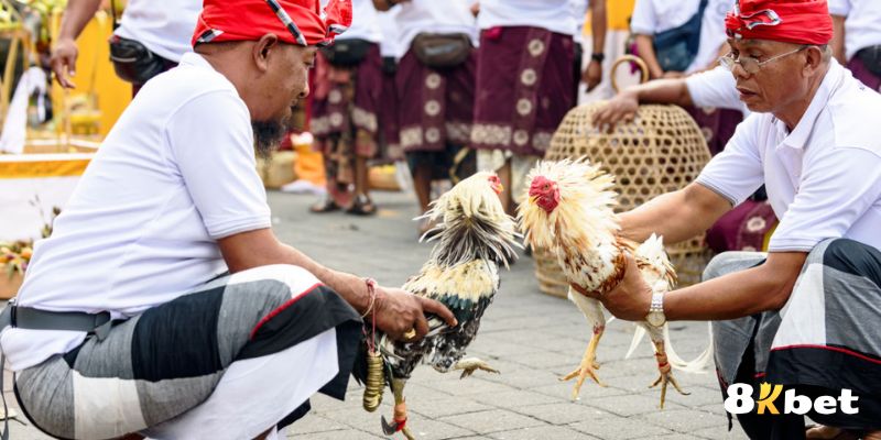 Thỏa mãn sở thích của hàng triệu người đam mê đá gà khác nhau