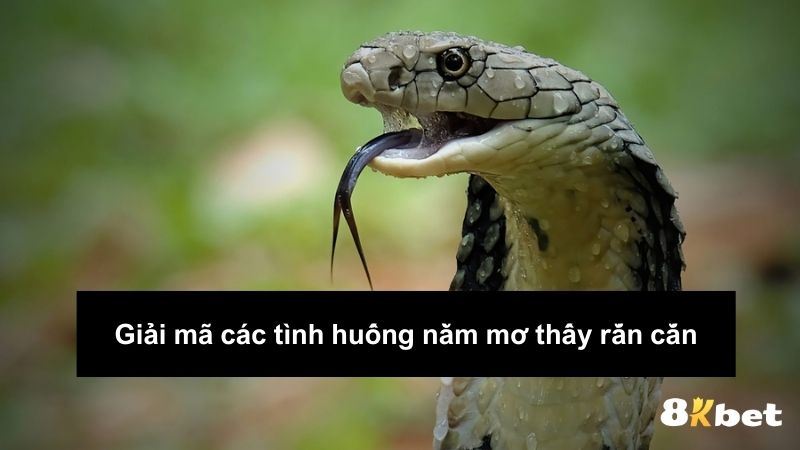 Giải mã các tình huống nằm mơ thấy rắn cắn