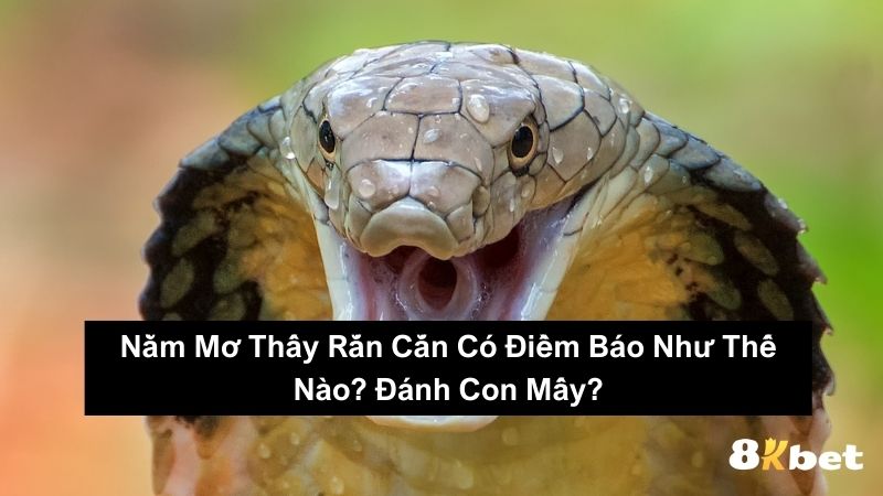 Nằm Mơ Thấy Rắn Cắn Có Điềm Báo Như Thế Nào? Đánh Con Mấy?