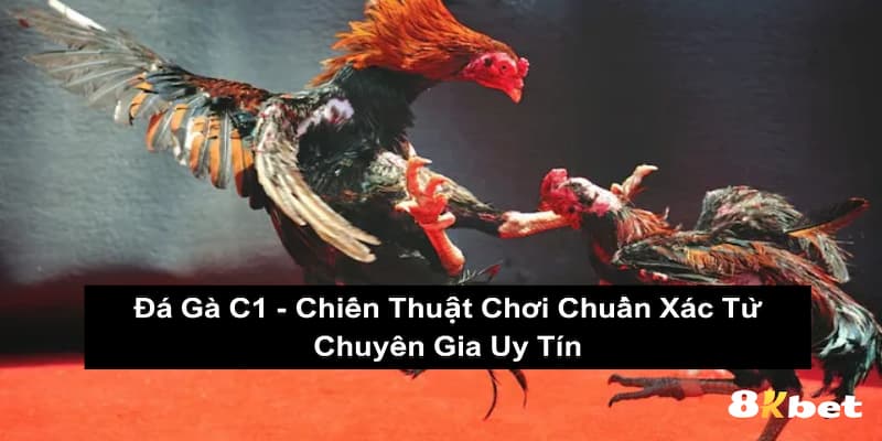 Đá Gà C1 - Chiến Thuật Chơi Từ Chuyên Gia Uy Tín 8KBET