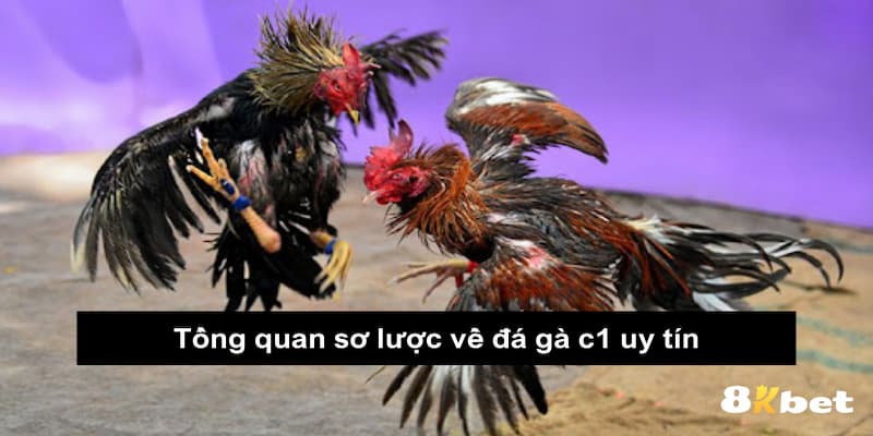 Tổng quan sơ lược về đá gà c1 uy tín