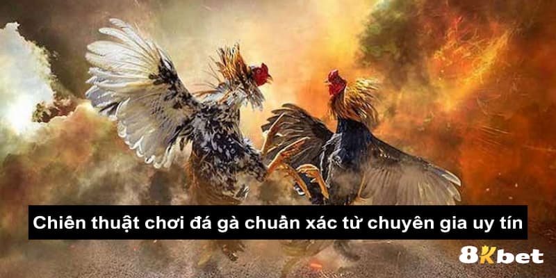 Chiến thuật chơi đá gà chuẩn xác từ chuyên gia uy tín