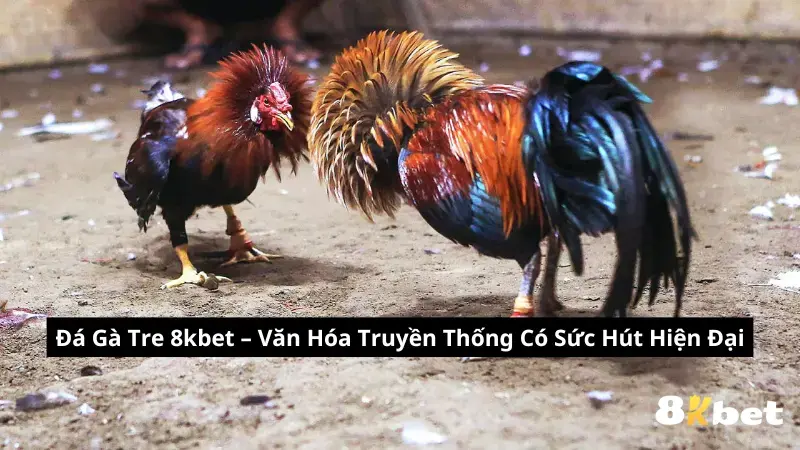 Đá Gà Tre 8kbet – Văn Hóa Truyền Thống Có Sức Hút Hiện Đại